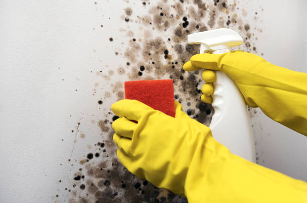 Best White Mold Remediation in Waukee, IA